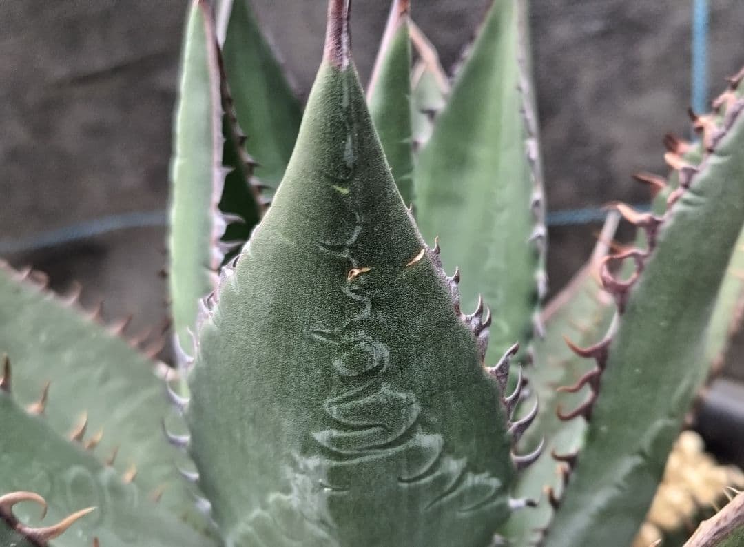 アガベ　シャウィー【US輸入株】【抜き苗発送】