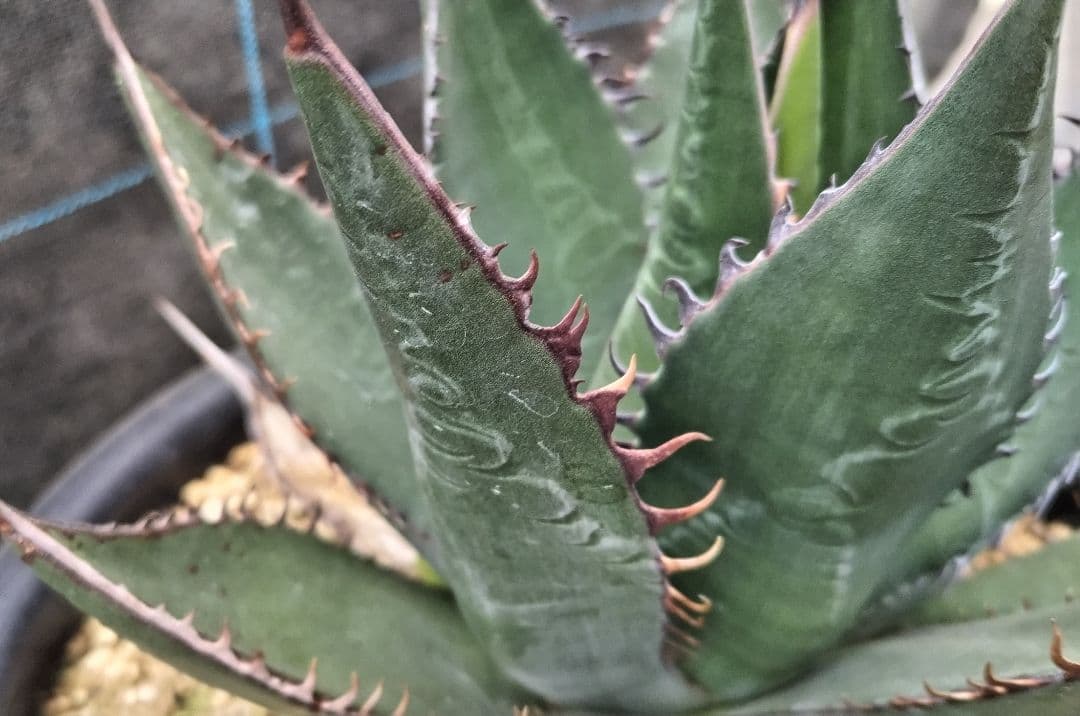 アガベ　シャウィー【US輸入株】【抜き苗発送】