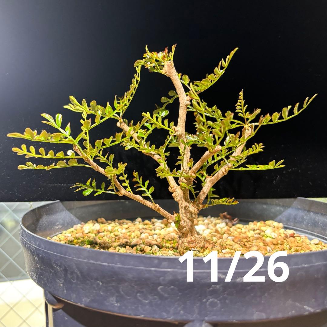 【鉢のまま宅急便発送】パキプス　根挿し株【24003】