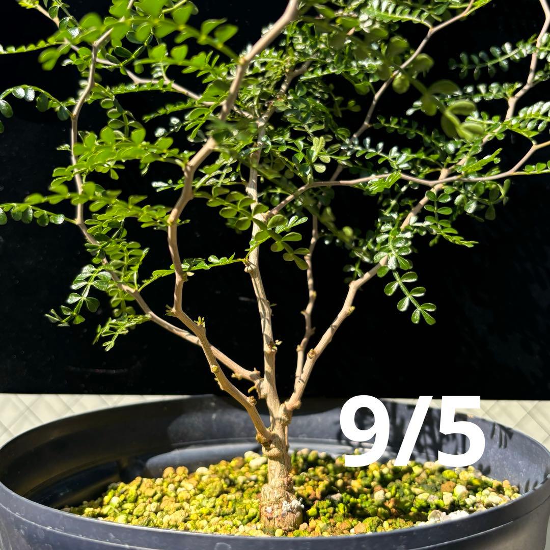 【鉢のまま宅急便発送】パキプス　根挿し株【24003】