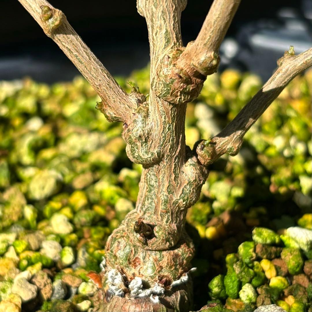 【鉢のまま宅急便発送】パキプス　根挿し株【24003】