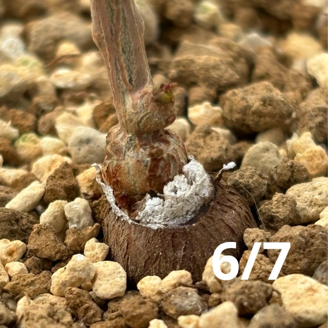 【鉢のまま宅急便発送】パキプス　根挿し株【24003】