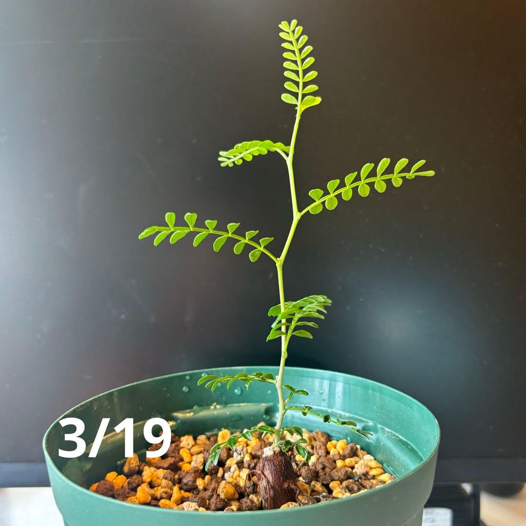 【鉢のまま宅急便発送】パキプス　根挿し株【24003】