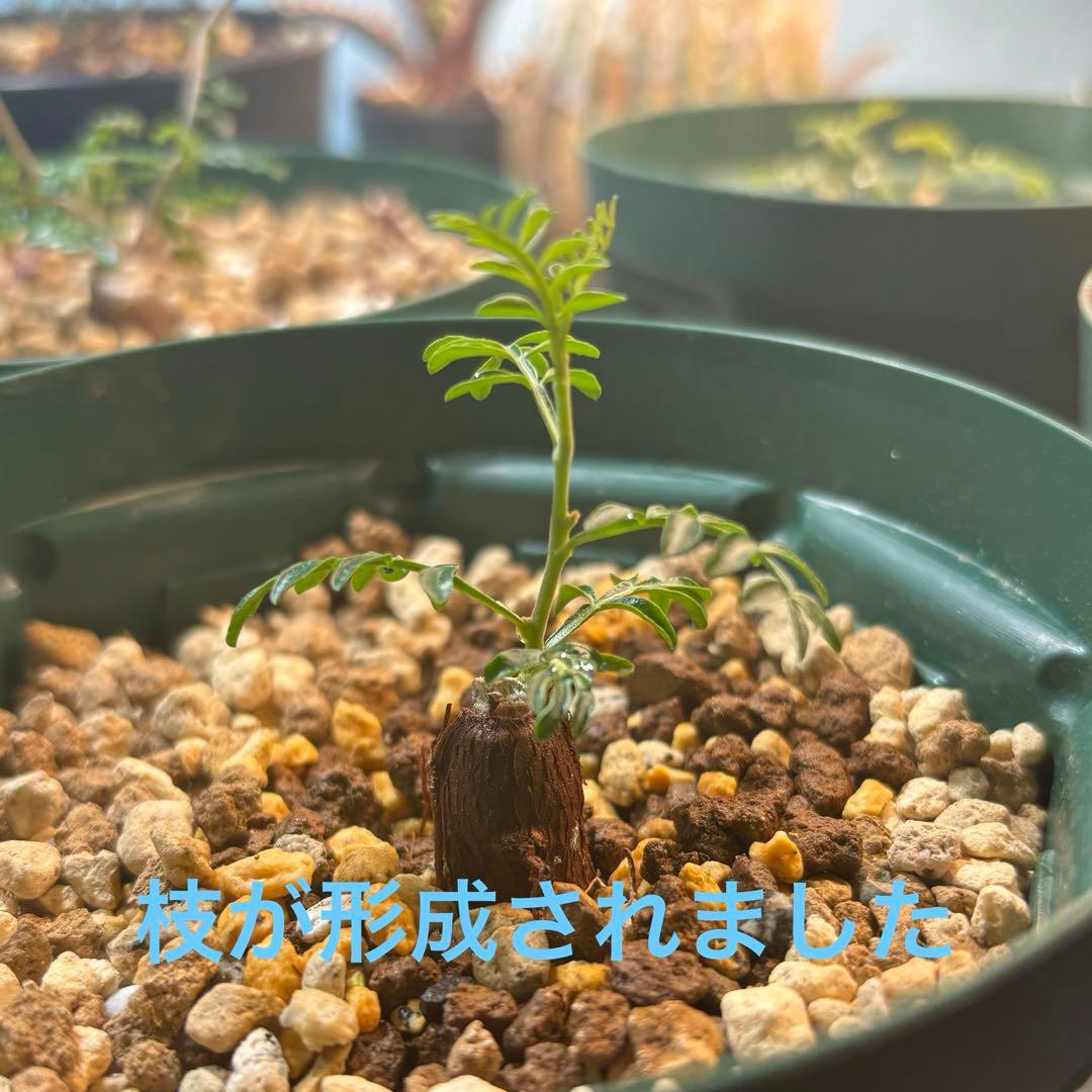 【鉢のまま宅急便発送】パキプス　根挿し株【24003】