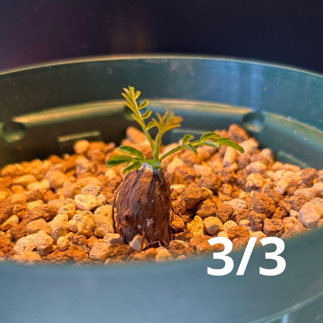 【鉢のまま宅急便発送】パキプス　根挿し株【24003】