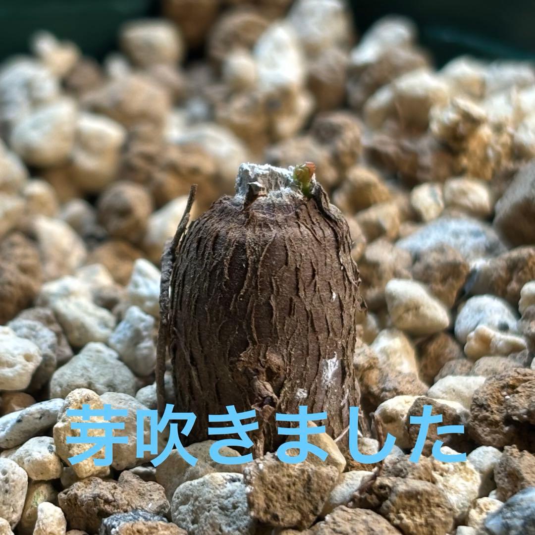 【鉢のまま宅急便発送】パキプス　根挿し株【24003】