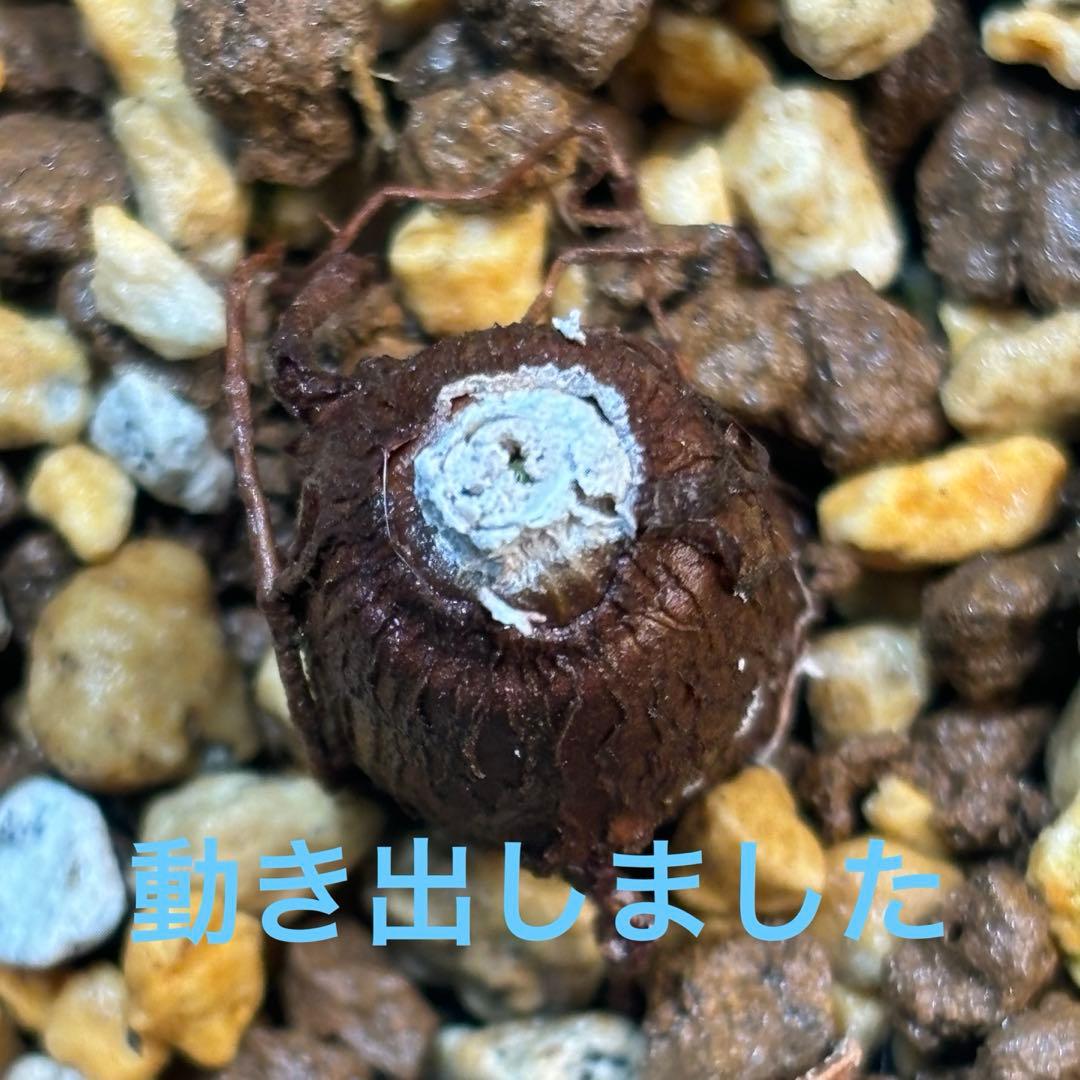 【鉢のまま宅急便発送】パキプス　根挿し株【24003】