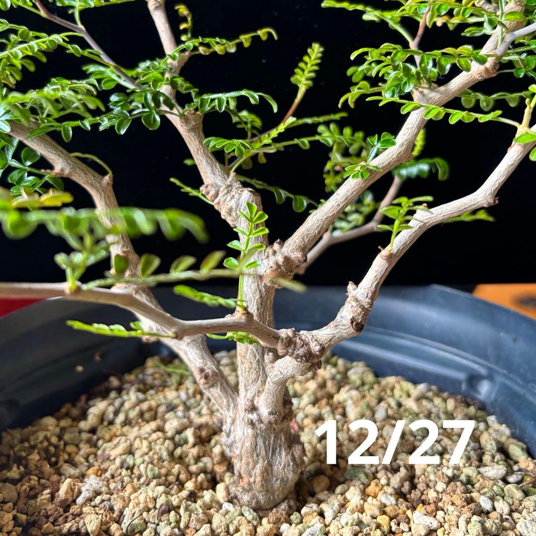 【鉢のまま宅急便発送】パキプス　根挿し株【24003】