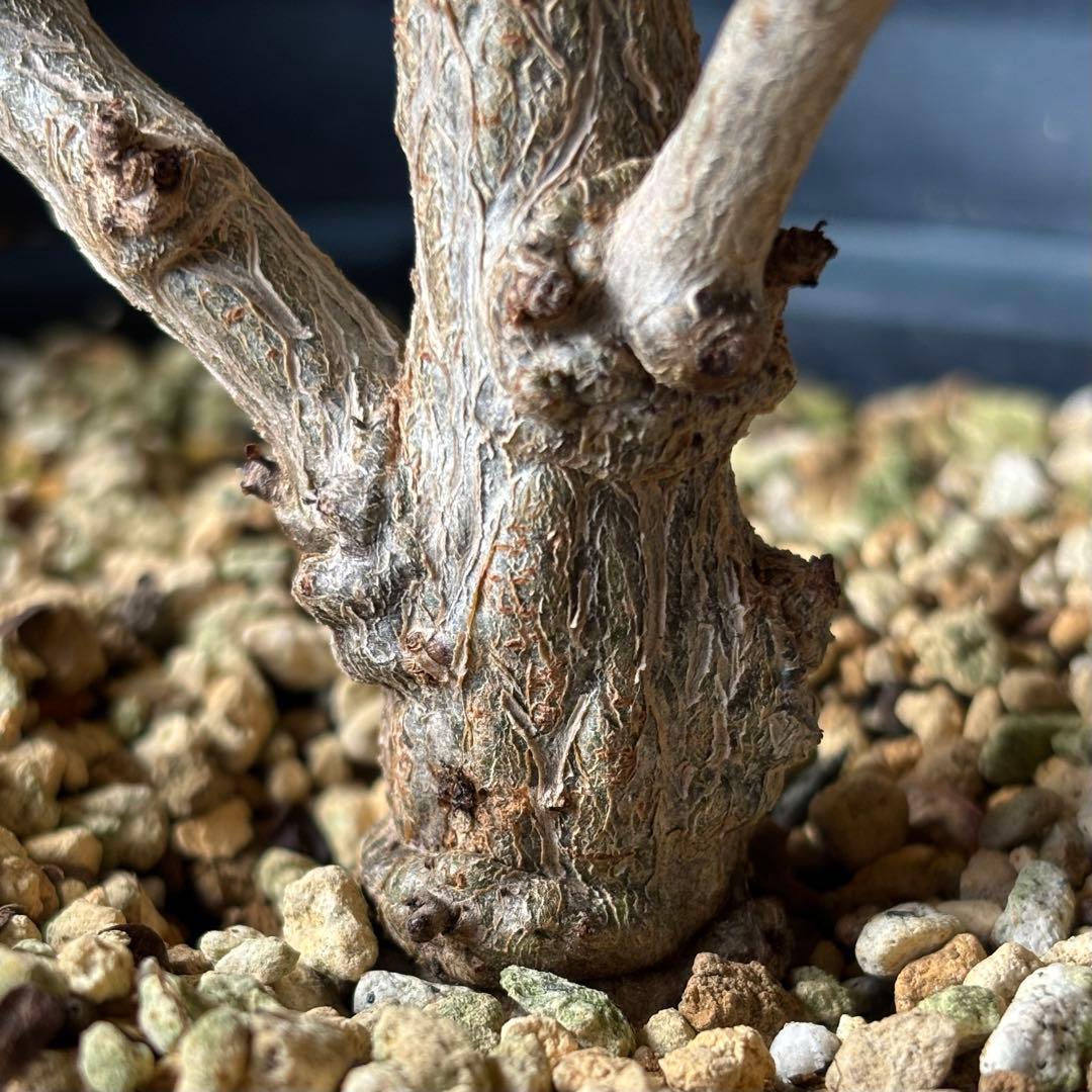 【鉢のまま宅急便発送】パキプス　根挿し株【24003】