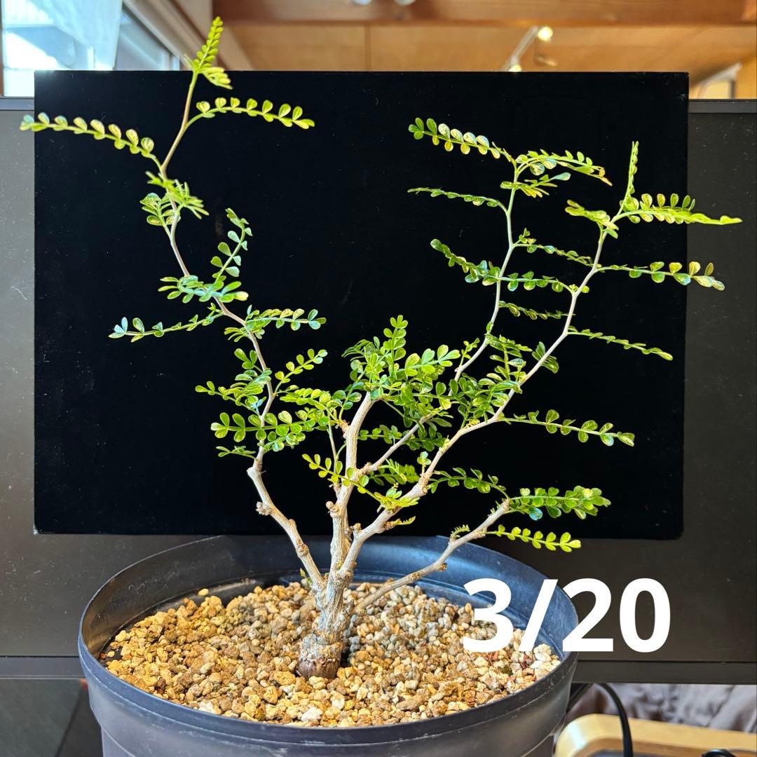 【鉢のまま宅急便発送】パキプス　根挿し株【24003】