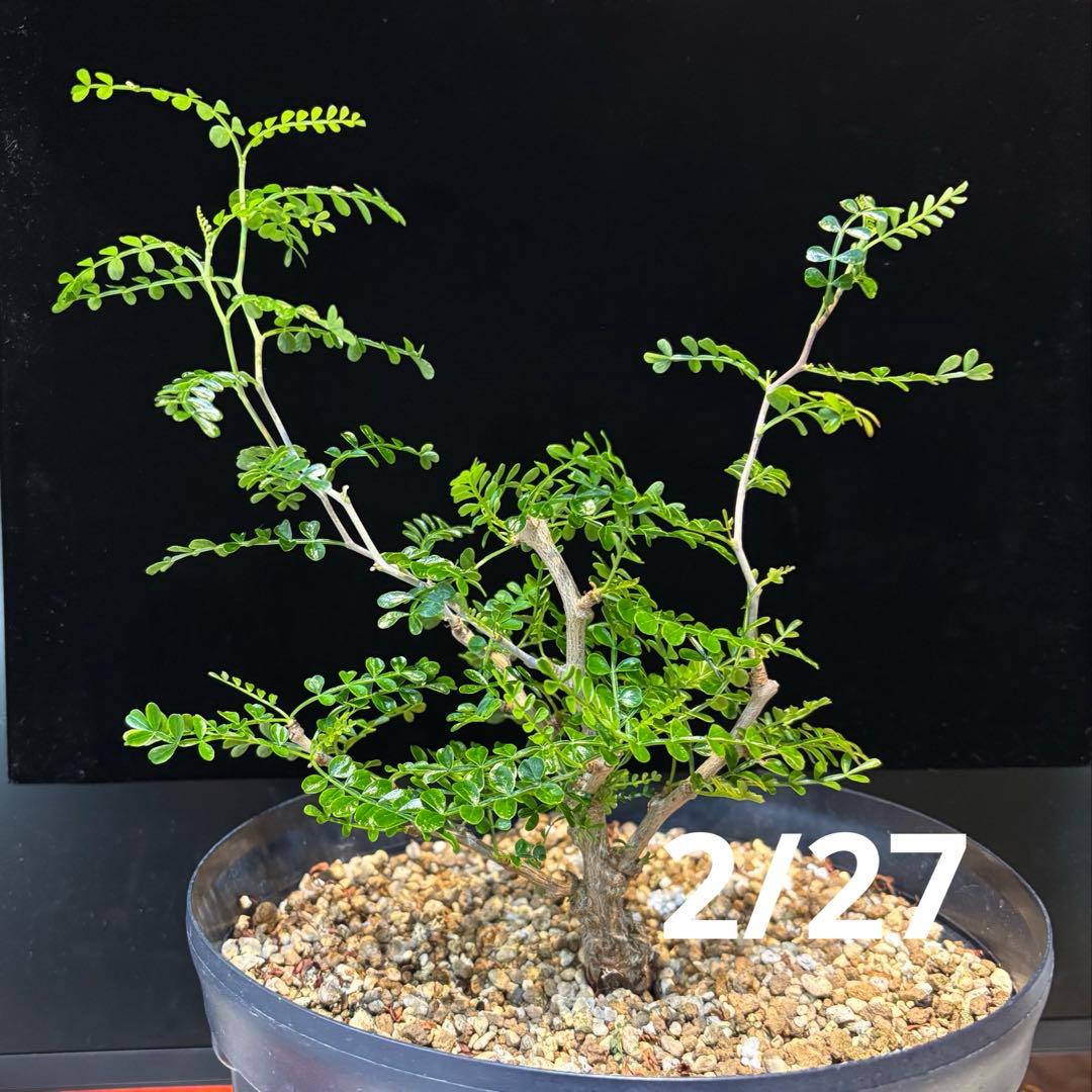 【鉢のまま宅急便発送】パキプス　根挿し株【24003】