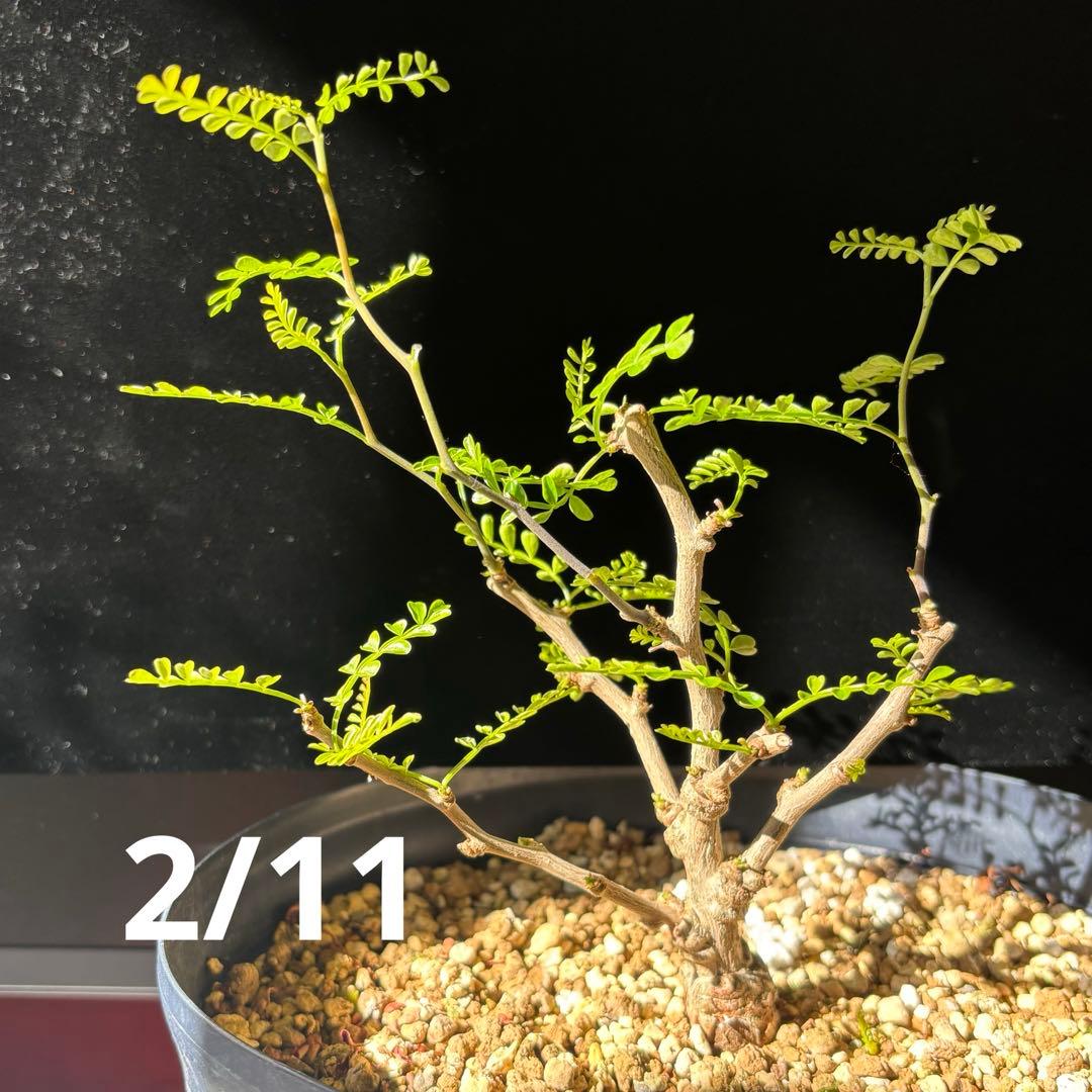 【鉢のまま宅急便発送】パキプス　根挿し株【24003】