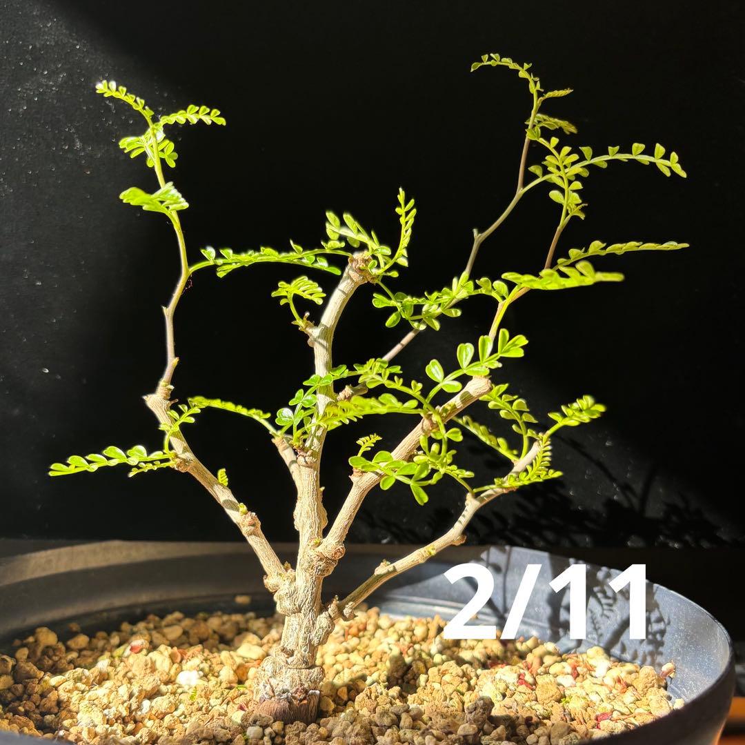 【鉢のまま宅急便発送】パキプス　根挿し株【24003】