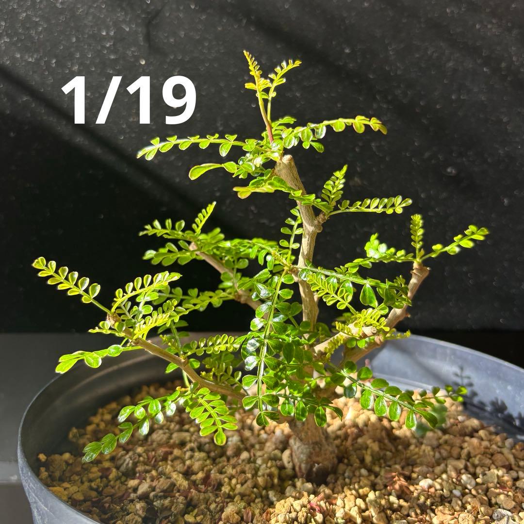 【鉢のまま宅急便発送】パキプス　根挿し株【24003】