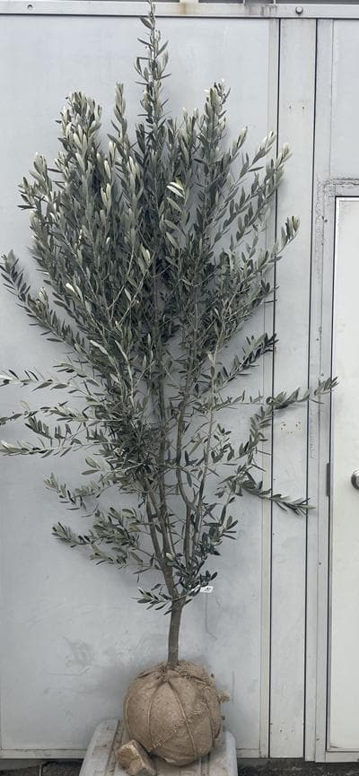 《現品》オリーブの木　シプレシーノ 樹高1.9ｍ（根鉢含まず）195【苗木/庭木
