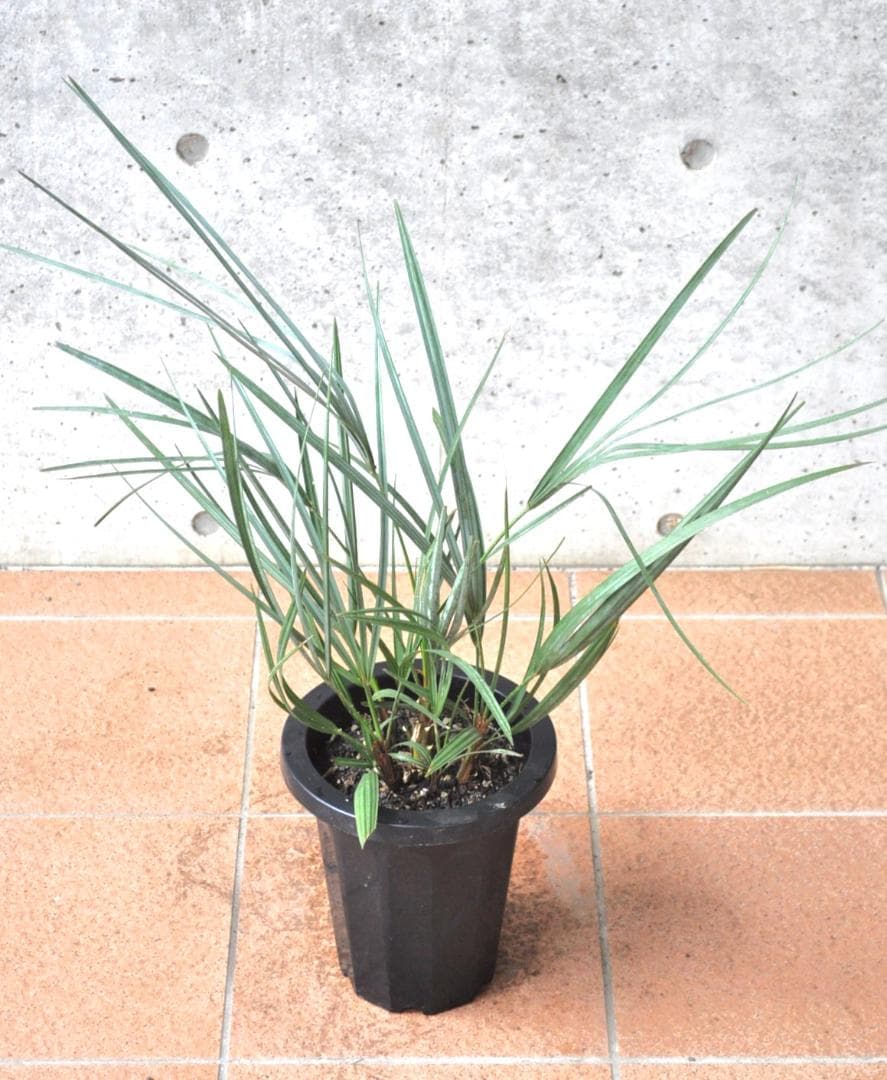 チャメロプス セリフェラ ７号80cm