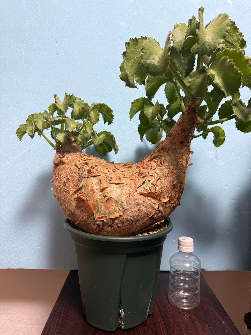 超巨大株　キフォステンマ　ウター　マクロプス