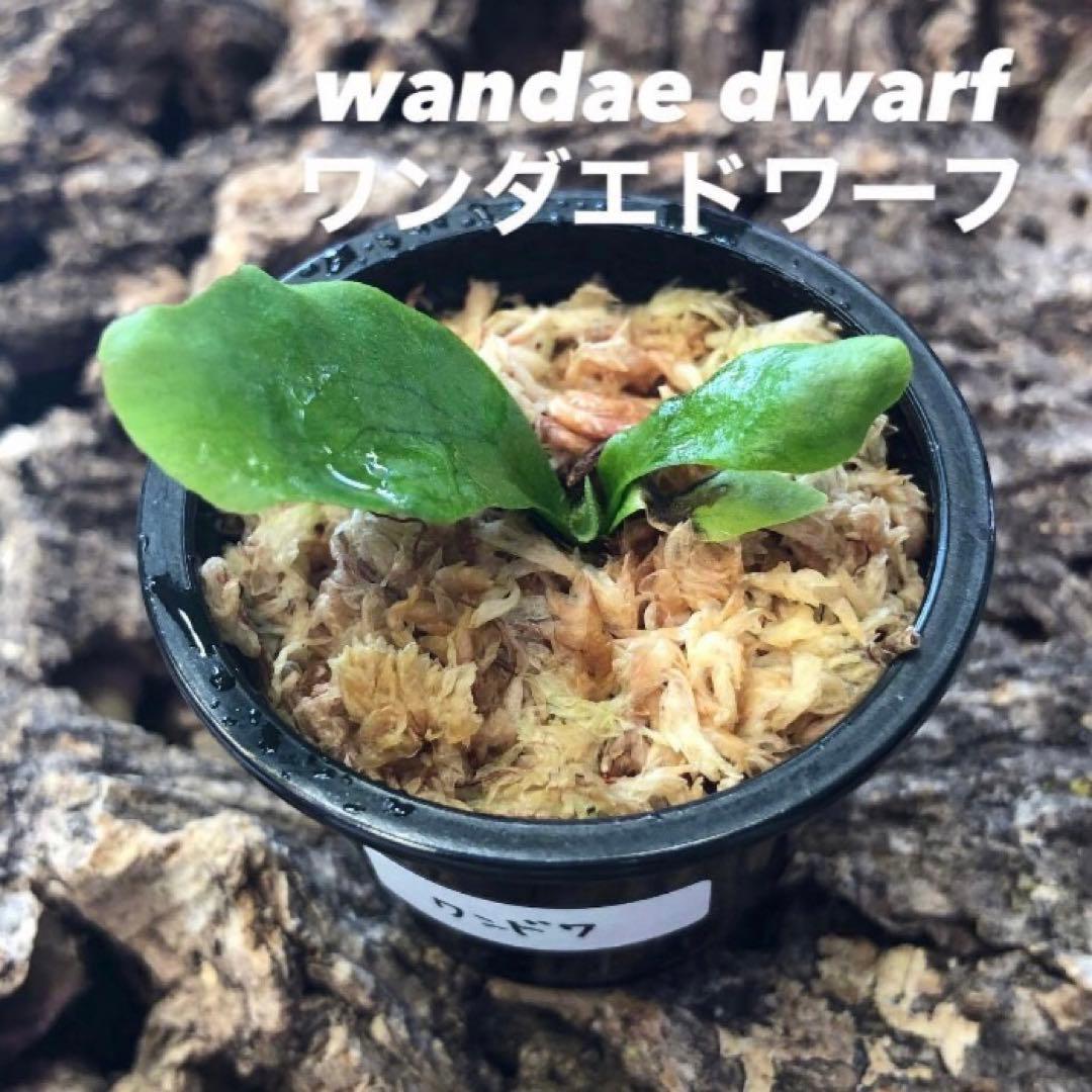 ビカクシダ まとめ売り 9株 セット ワンダエドワーフ マダ リドレイ 金童 a