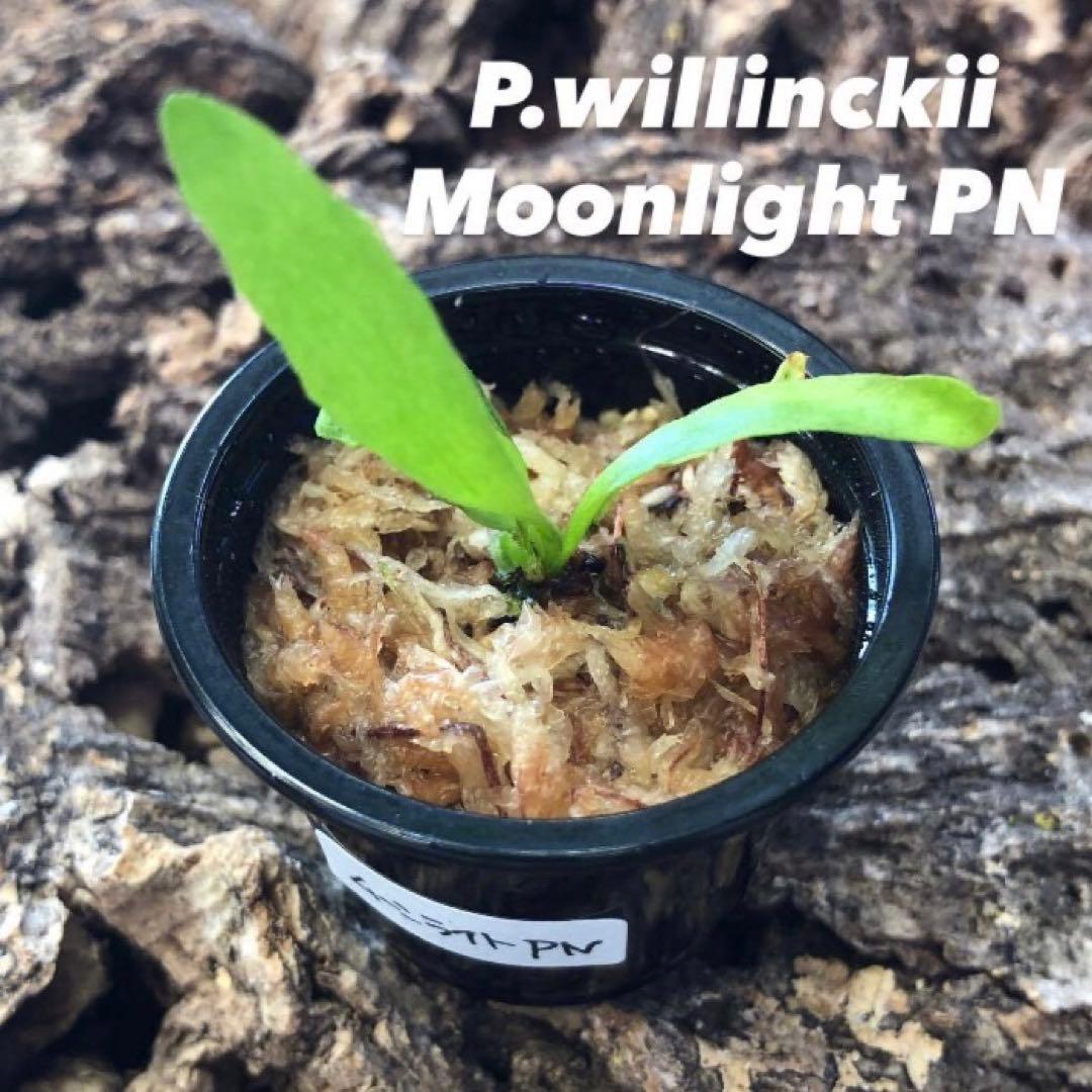 ビカクシダ まとめ売り 9株 セット ワンダエドワーフ マダ リドレイ 金童 a