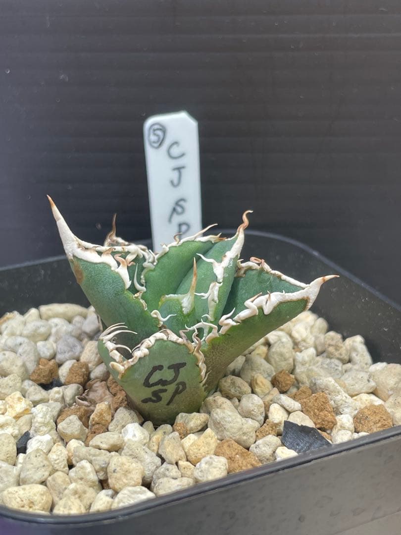 アガベ　チタノタ　ホオジロザメ　大白鯊　CJスペシャル ⑤