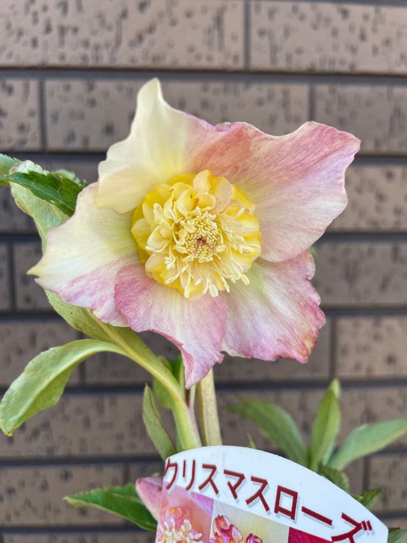 クリスマスローズ　セミダブル　ゴールド交配　 花苗　開花株　蕾　野田園芸