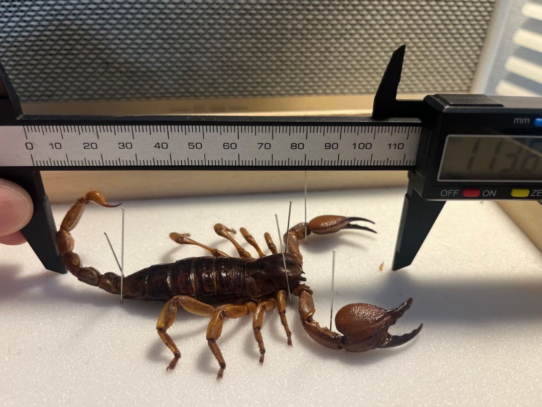【極美標本】バロウィングスコーピオンの一種？Opistophthalmusサソリ