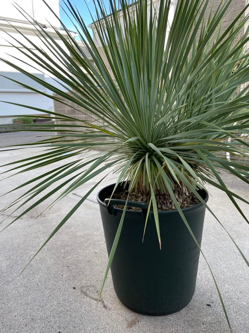 【希少-値引き】大株ユッカ　ロストラータ　トリプルヘッド