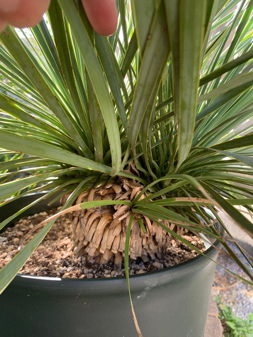 【希少-値引き】大株ユッカ　ロストラータ　トリプルヘッド