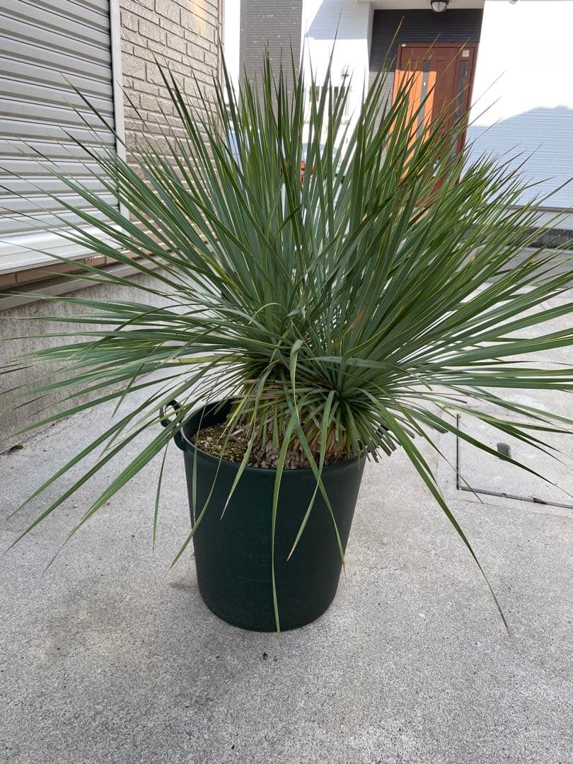 【希少-値引き】大株ユッカ　ロストラータ　トリプルヘッド