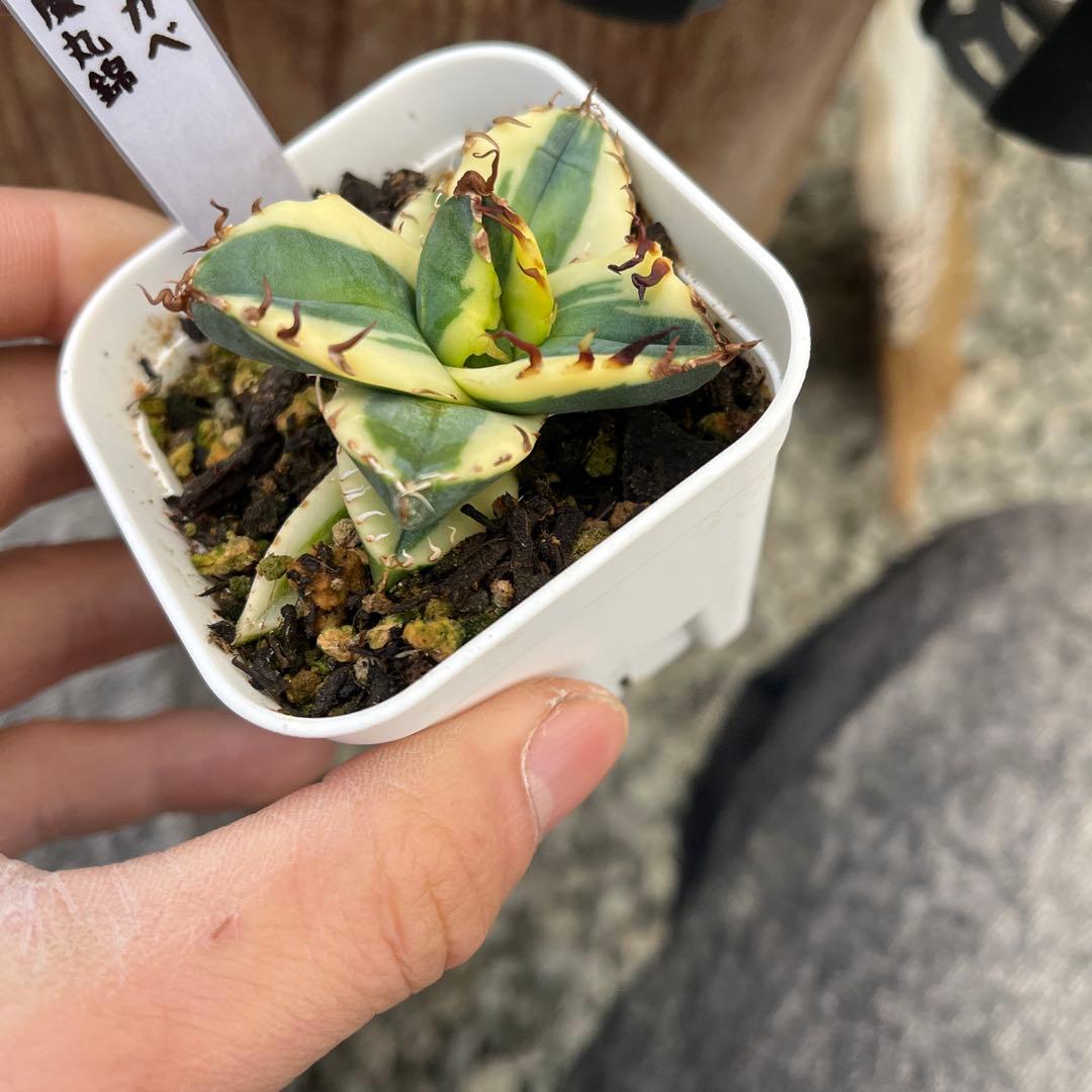 U*R様 アガベ魔丸錦黄覆輪斑入り抜き苗発送