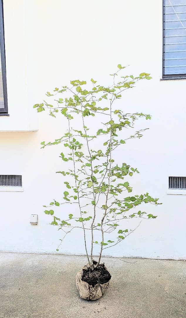 Kayoさま。山採りアズキナシ。