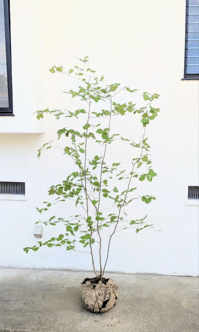 Kayoさま。山採りアズキナシ。