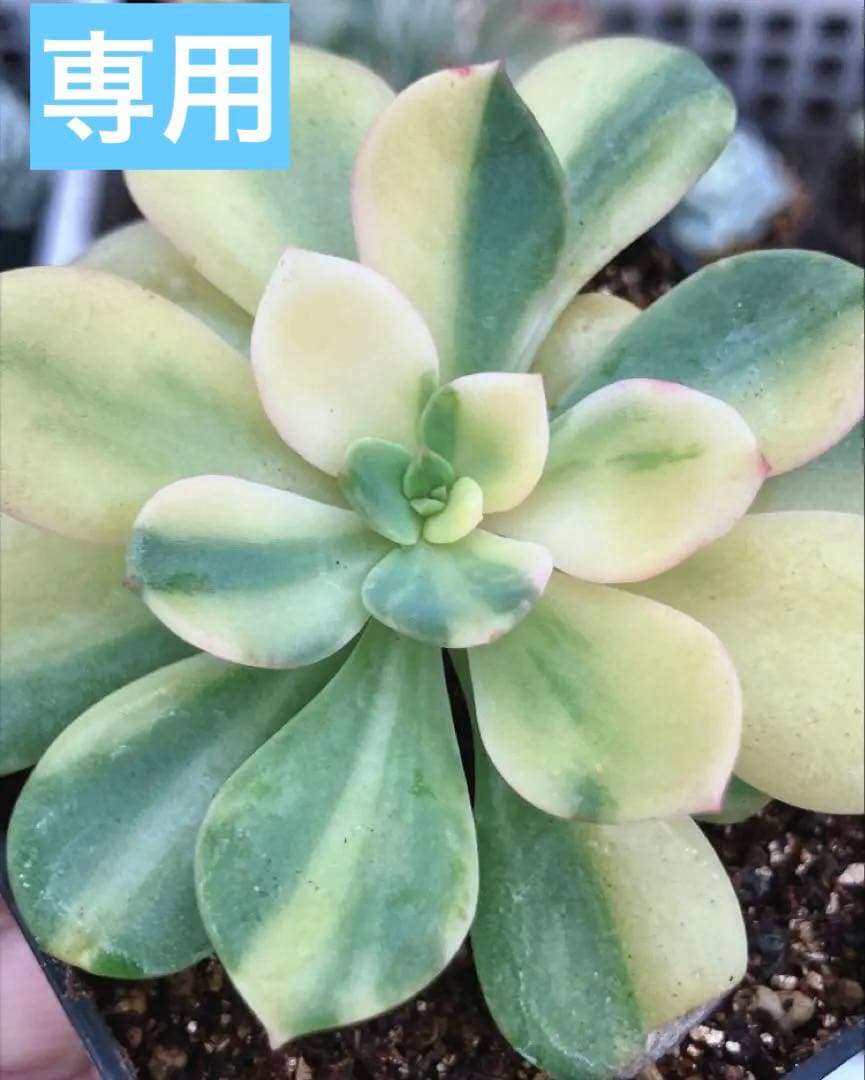 摘芯株　ノーブルレッド錦　、キュービックフロスティ錦　覆輪、ロンギシマ錦　他