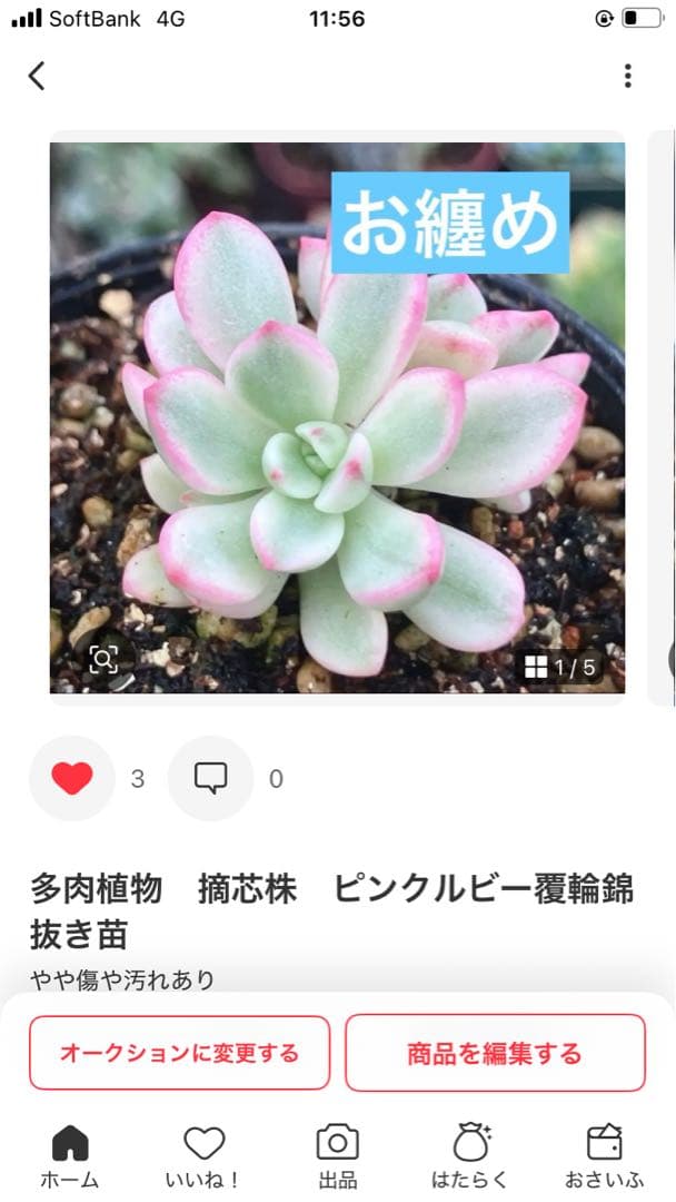 摘芯株　ノーブルレッド錦　、キュービックフロスティ錦　覆輪、ロンギシマ錦　他