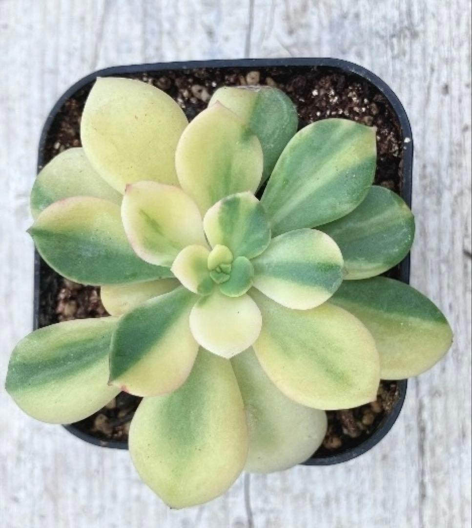 摘芯株　ノーブルレッド錦　、キュービックフロスティ錦　覆輪、ロンギシマ錦　他