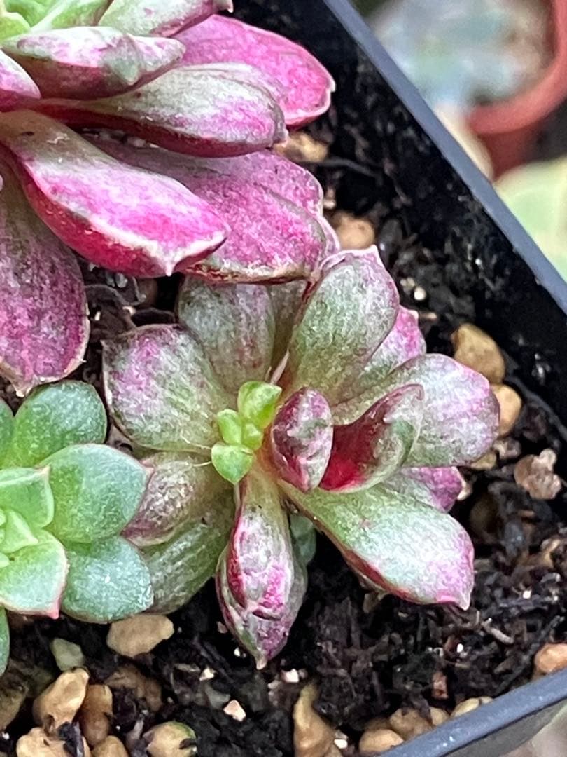 摘芯株　ノーブルレッド錦　、キュービックフロスティ錦　覆輪、ロンギシマ錦　他