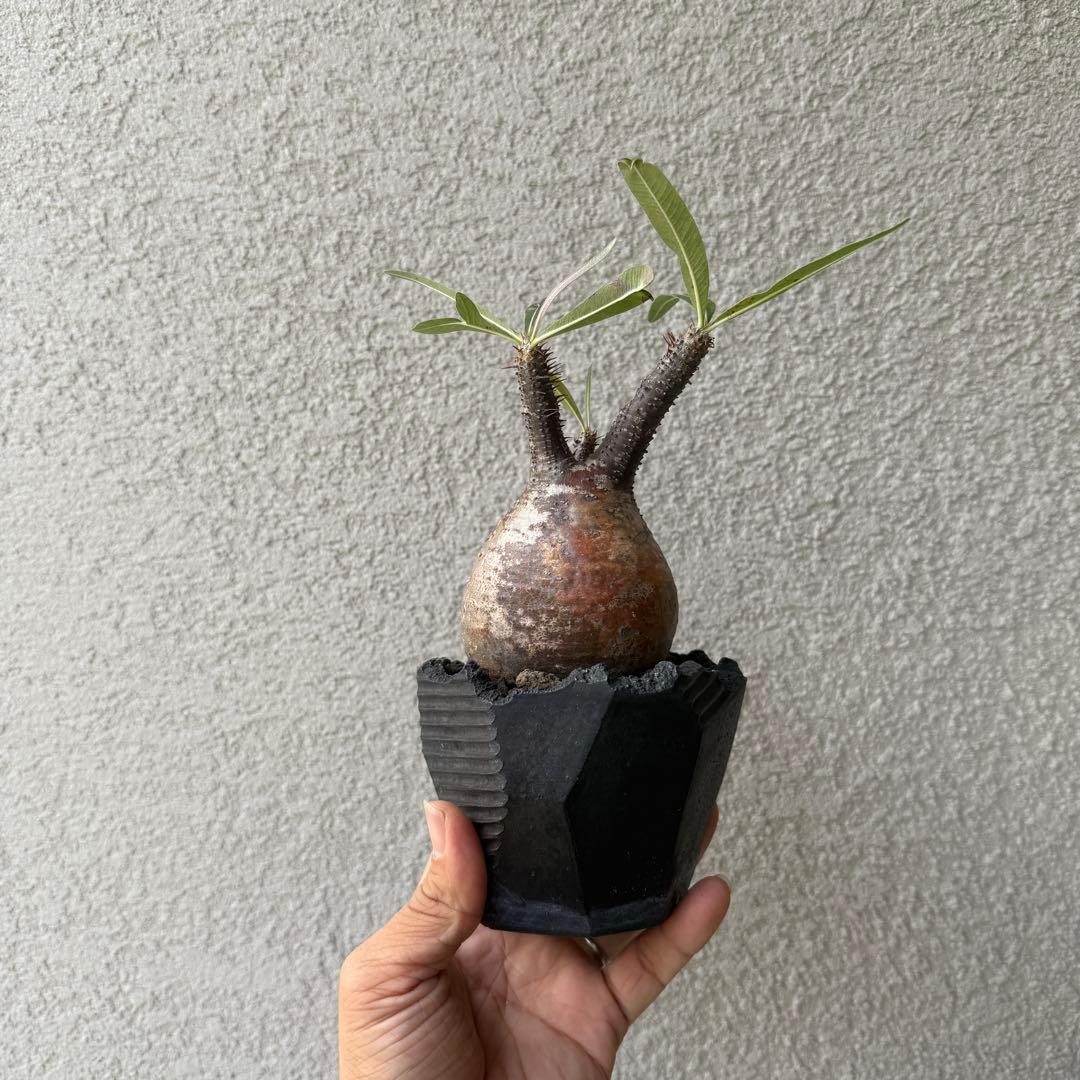 ✳︎グラキリス✳︎