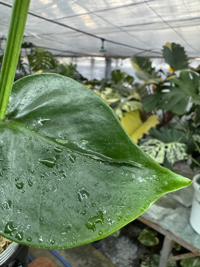 A9 モンステラ　デリシオーサ　ベトシオーサ　癖あり　異変っぽい葉っぱ