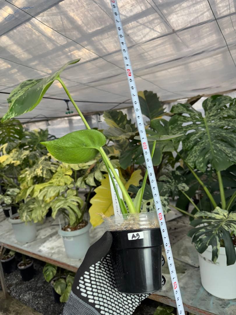 A9 モンステラ　デリシオーサ　ベトシオーサ　癖あり　異変っぽい葉っぱ