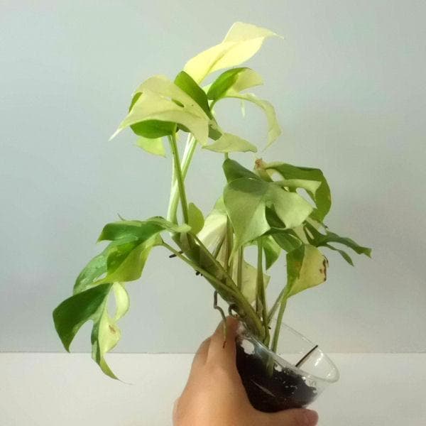 ラフィドフォラ テトラスペルマ パラゴン　トップカット　斑入り 発根済み