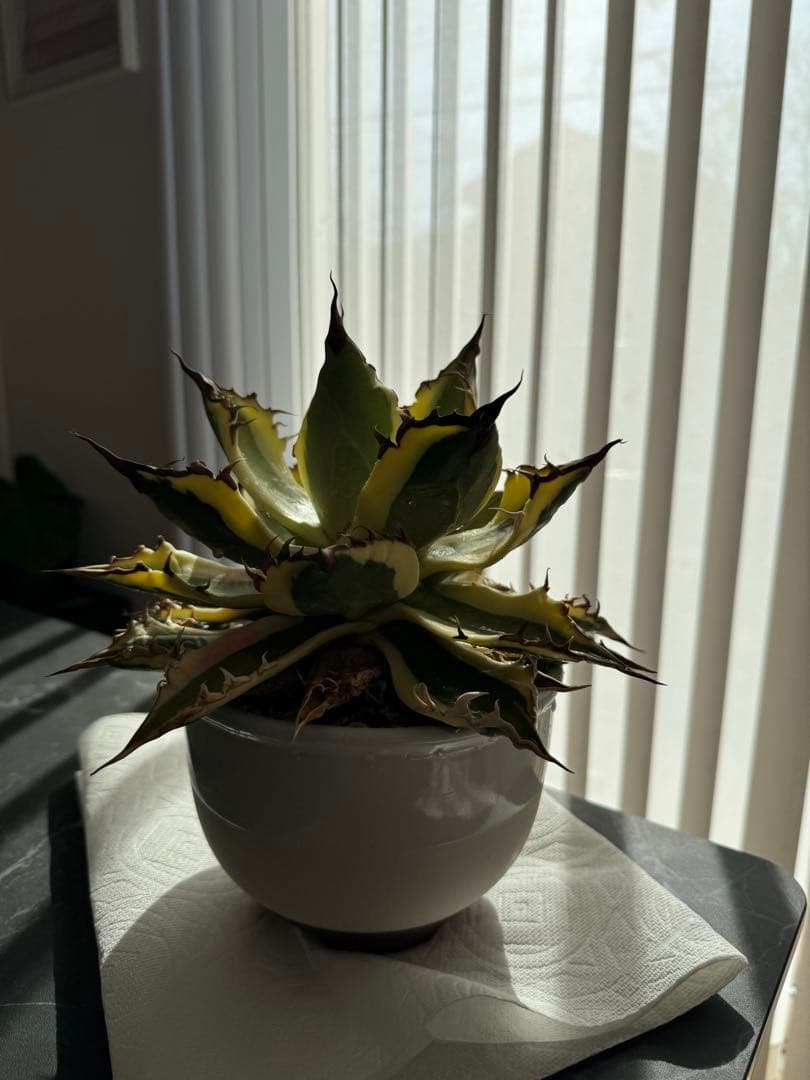 【大株】アガベ　スナグルトゥース　親株(子株付き)