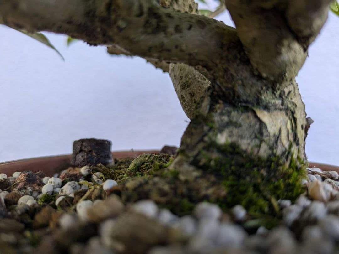 ブーゲンビリア 盆栽