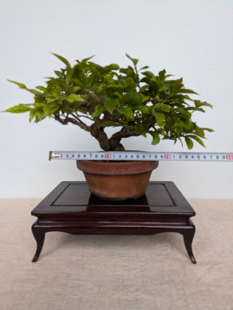 ブーゲンビリア 盆栽