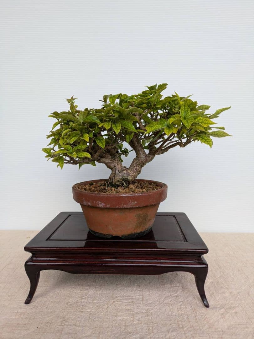 ブーゲンビリア 盆栽