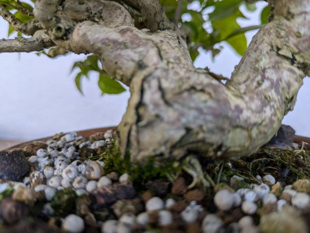 ブーゲンビリア 盆栽