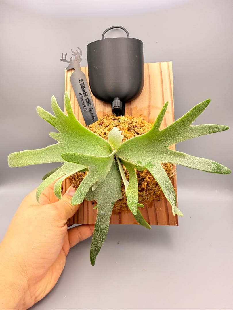 超極大サイズ　ビカクシダP.willinckii OMG spore