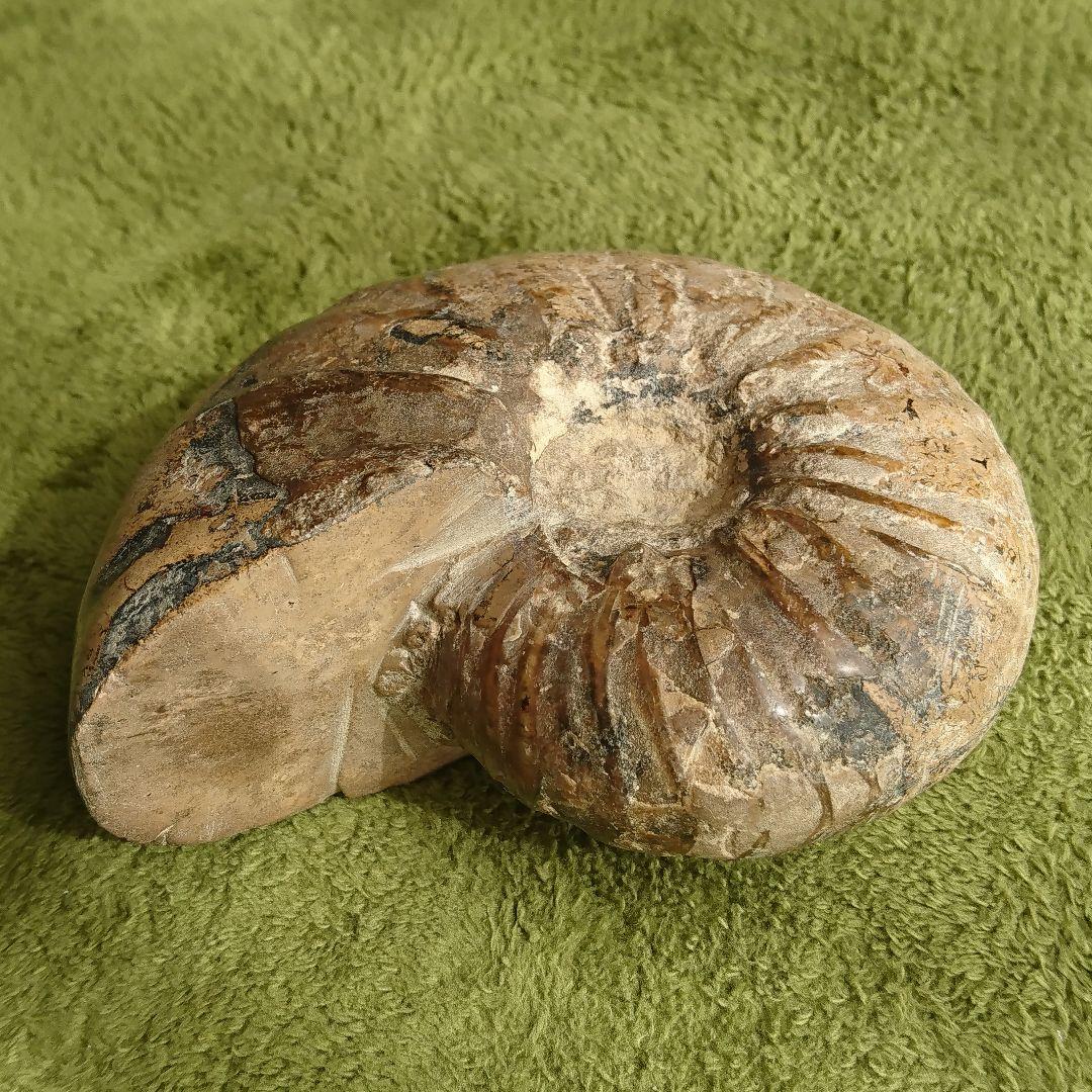 アンモナイト 化石 大きい 特大 サイズ 13.7cm 約1.2kg