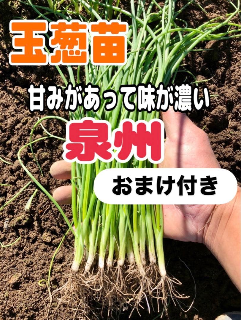 milkcafe⭐️即購入可　泉州2,000本レッド3,000本