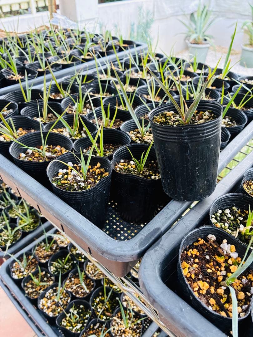 専用　ユッカロストラータ　100苗② 鉢のまま