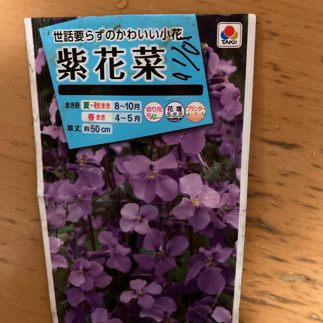 紫花菜　8株